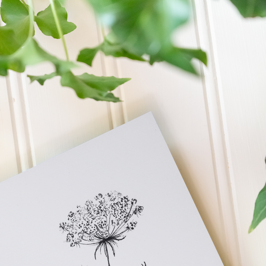 Queen Anne's Lace Sketch - Print
