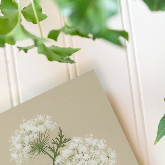 Queen Anne's Lace - Print