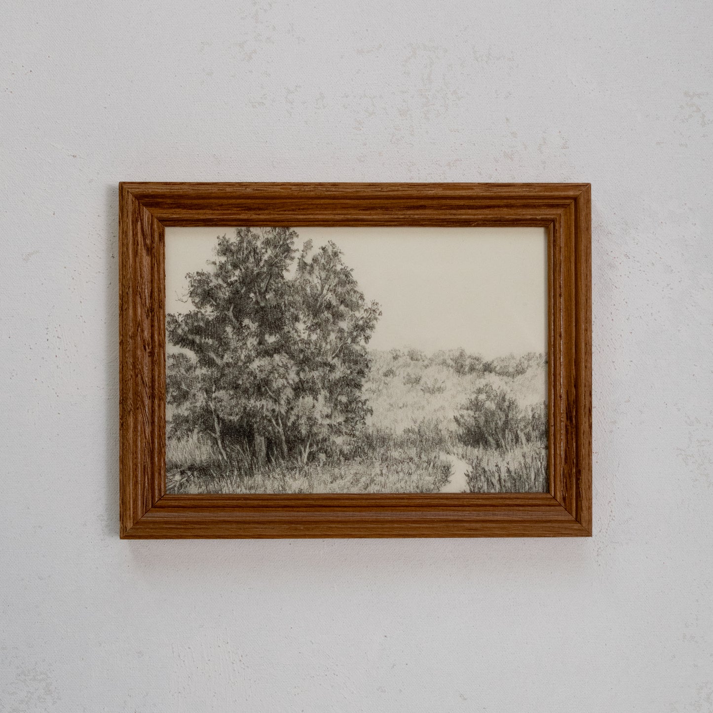 The Old Tree - Framed Print