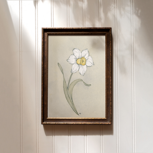 Narcissus - Print