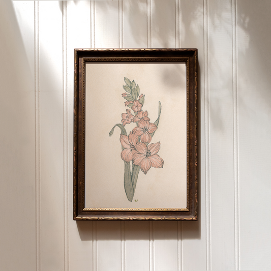 Gladiolus - Print
