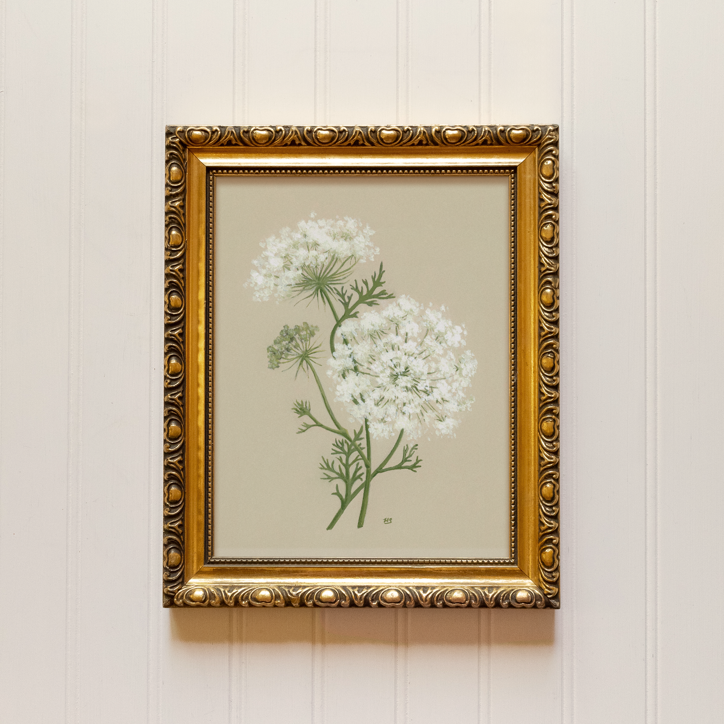 Queen Anne's Lace - Print
