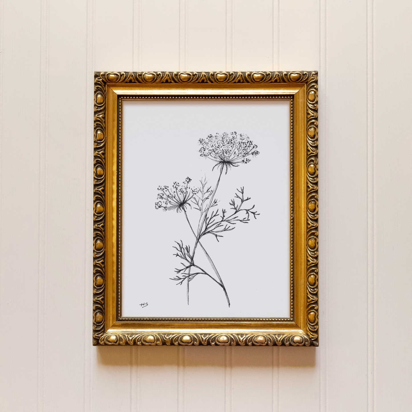 Queen Anne's Lace Sketch - Print