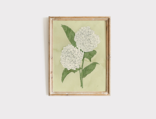 Hydrangeas - Print