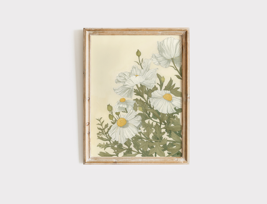 Matilija Poppies - Print
