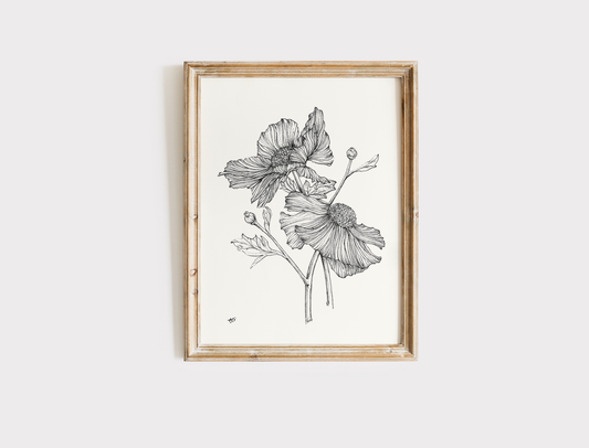 Matilija Poppy Sketch - Print