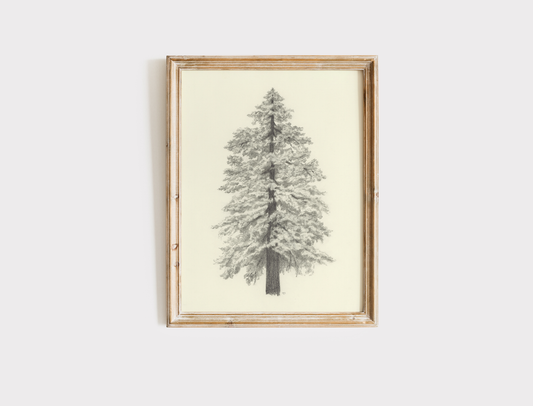 Pine Tree - Print