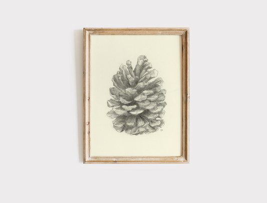 Pine Cone - Print