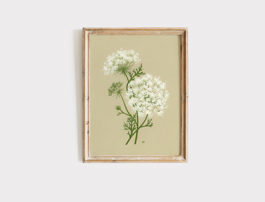Queen Anne's Lace - Print