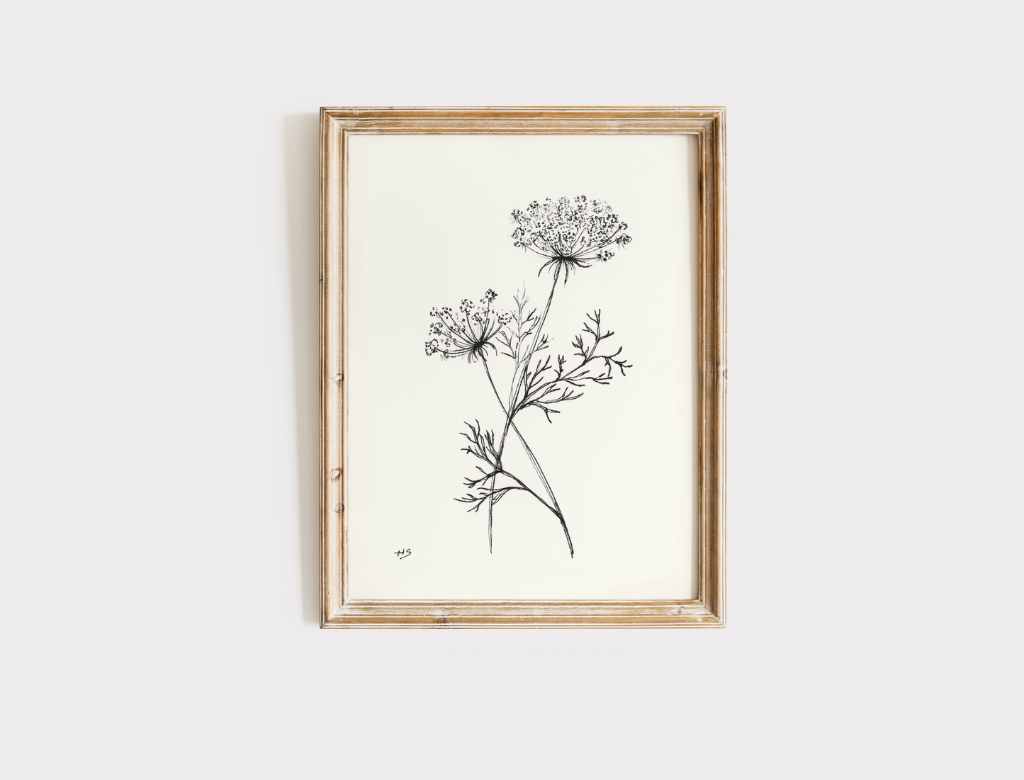 Queen Anne's Lace Sketch - Print
