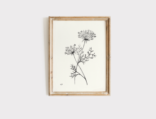 Queen Anne's Lace Sketch - Print