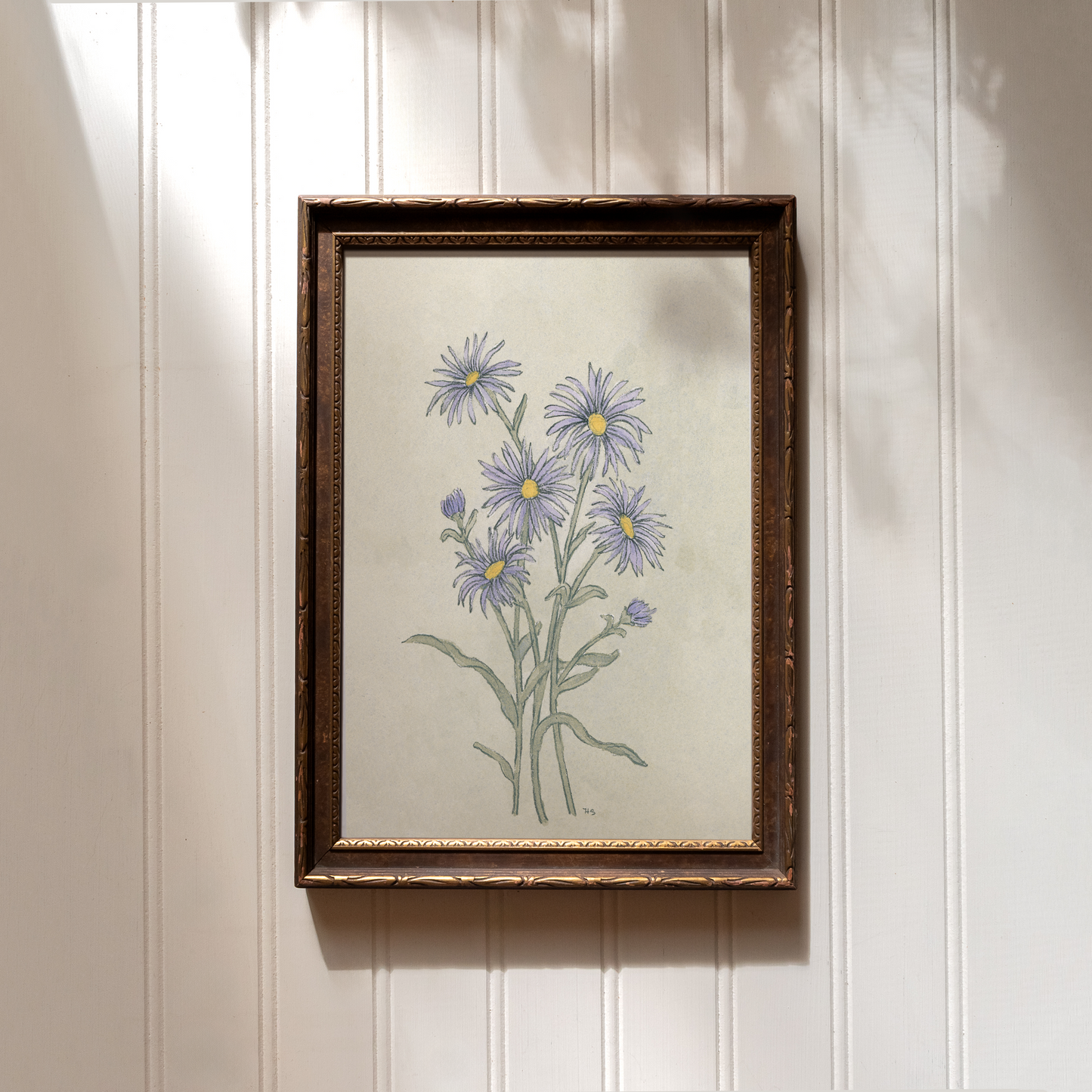 Aster - Print