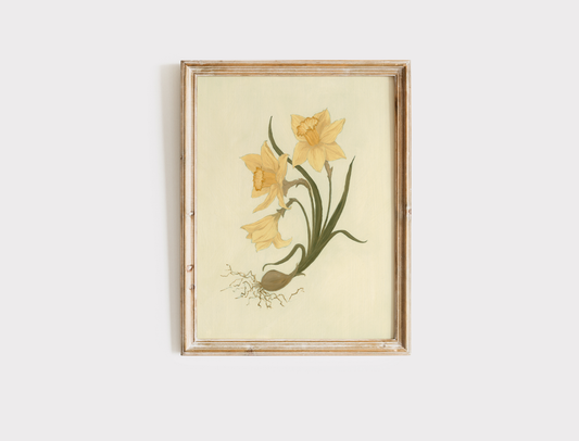 Daffodils - Print