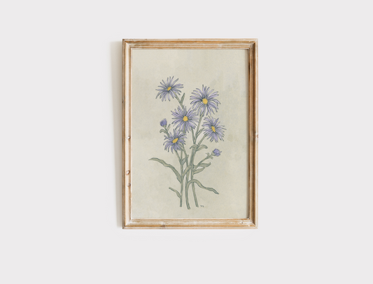Aster - Print