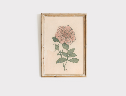 Rose - Print
