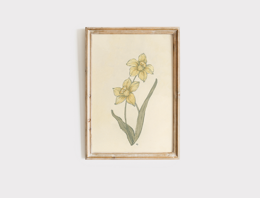 Daffodils - Print