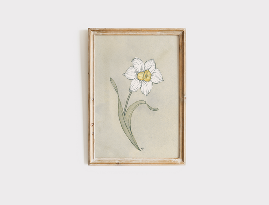Narcissus - Print