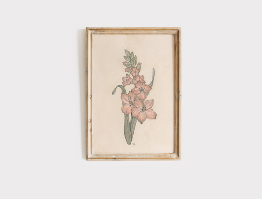 Gladiolus - Print